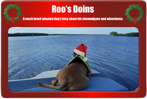 Photo Courtesy of Roo's Doins, click photo to visit his blog!