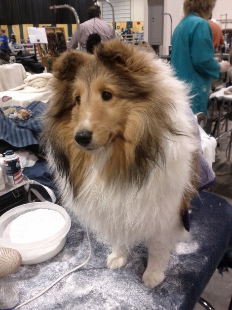 A Sheltie being groomed!