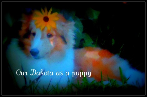 this was the first photo we were given of Dakota from his breeder, Shelia Ellis, before we had met him