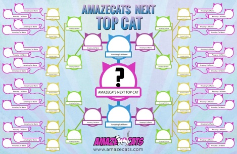 amaze cats next top cat grid