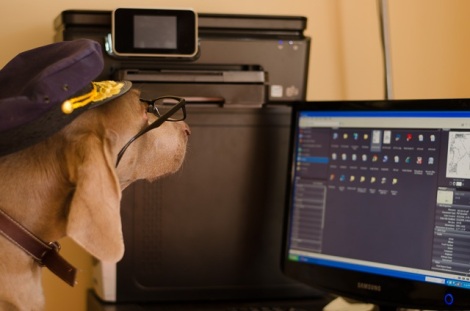 Pup Protector dog looking at computer