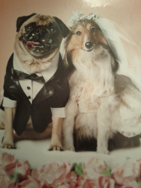 bride and groom dogs