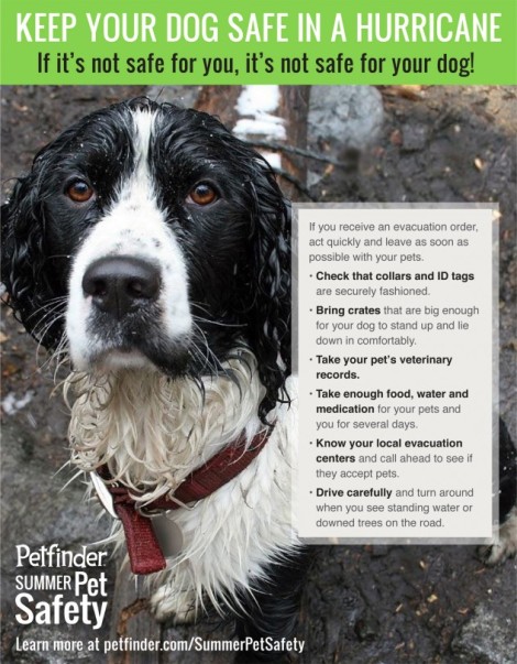 To visit PetFinder click on Infographic